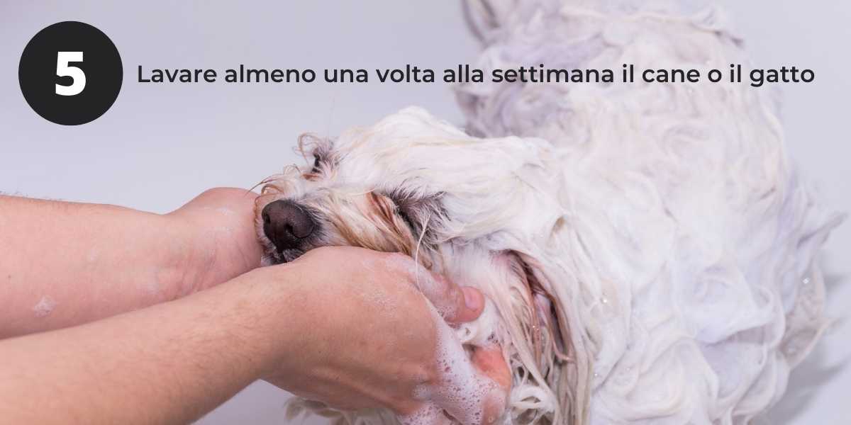 Asma allergica - lavare spesso cani e gatti